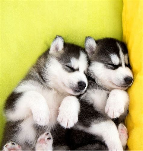 Pictures Of Cute Baby Huskies