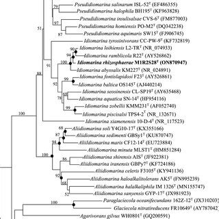 Neighbor Joining Phylogenetic Tree Based On S Rrna Gene Sequences