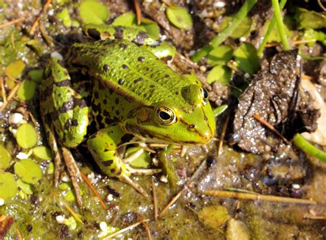 Froggi Foto & Bild | tiere, wildlife, amphibien & reptilien Bilder auf ...