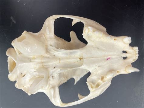 Cat Skull Ventral Diagram Quizlet