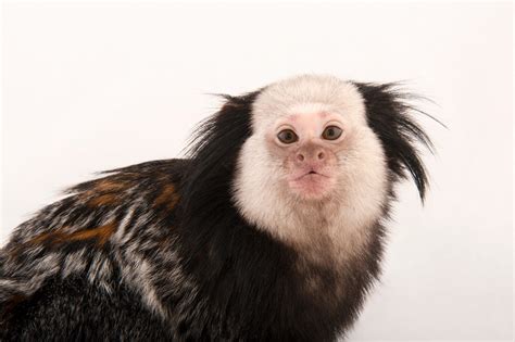 Geoffrey Marmoset