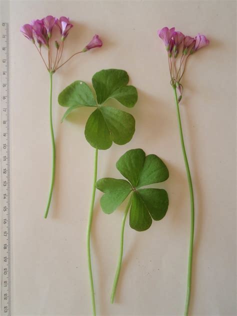 HERBARIO VIRTUAL DE BANYERES DE MARIOLA Y ALICANTE Oxalis Articulata