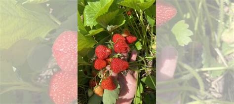 Рассада клубники купить в Казани | Товары для дома и дачи | Авито