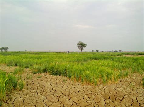 Agricultural challenges: Declining soil fertility threatens crop ...