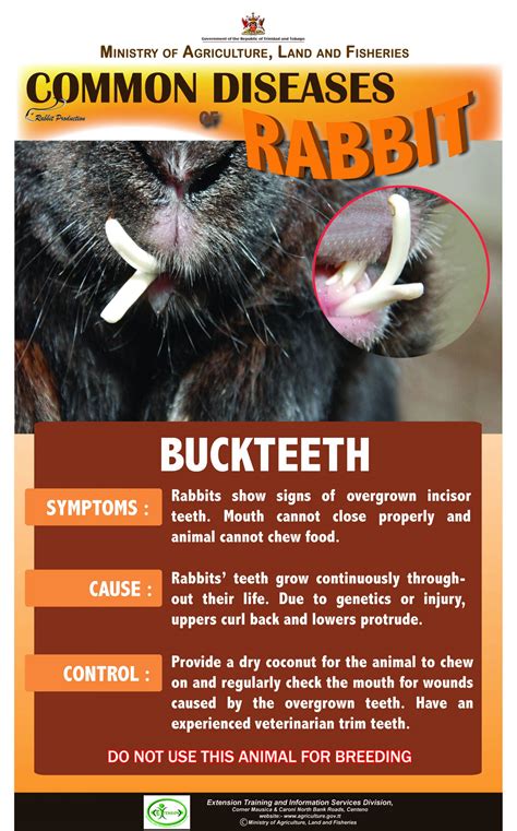 1 Common Diseases Of Rabbits BUCKTEETH Ministry Of Agriculture