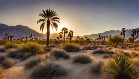 Coachella Valley Preserve: Nature's Hidden Gem