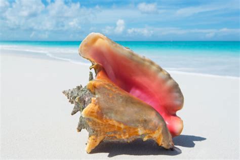 The Queen Conch Visit Turks And Caicos Islands