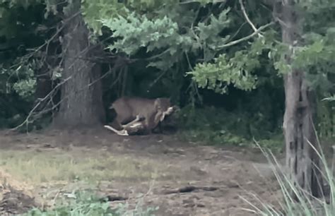 “He Looks Like A Tiger” – Giant Bobcat Snatches Baby Deer In New Jersey ...