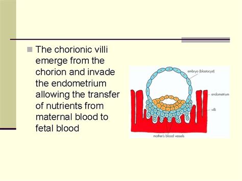 Human Embryo Development Extended Study Learning Objectives n