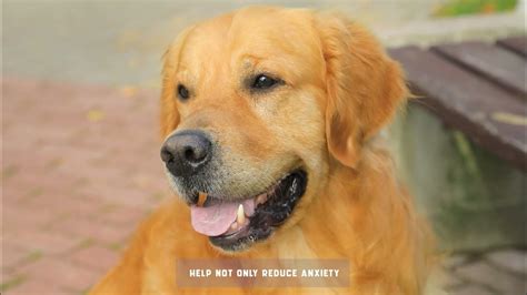 Kinpur Pet Care Natural Calming Treats - YouTube