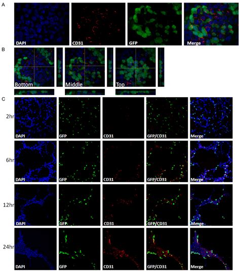 Differentiation And Maturation Of Endothelial Cells From Mips Llccm