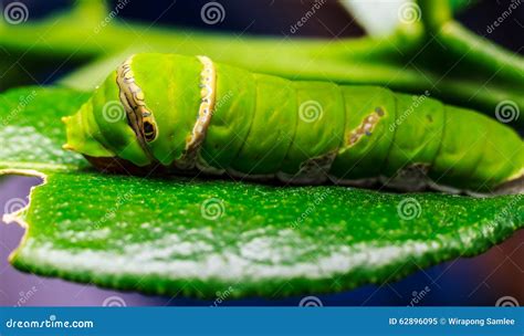 Green Worm Eating The Leaves Stock Photo Image 62896095