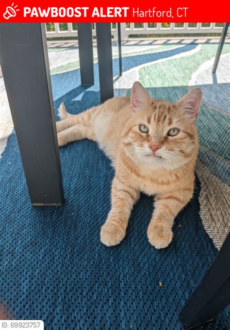 Hartford Ct Lost Male Cat Harrison Is Missing Pawboost