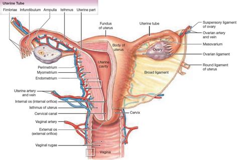 Imperforate Hymen Causes Symptoms Treatment Imperforate Hymen Surgery