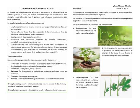 Funci N De Relaci N En Las Plantas La Funci N De Relaci N En Las