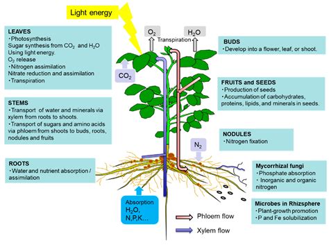 Prentice Hall Biology Nitrogen Cycle