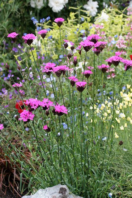 24 Perennials For Clay Soil That Seems Like It Won T Grow Anything