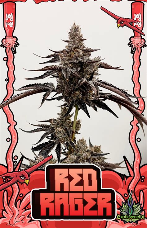 Exoticgenetix On Twitter Red Rager Smellin Like Fruit Punch In A Gas