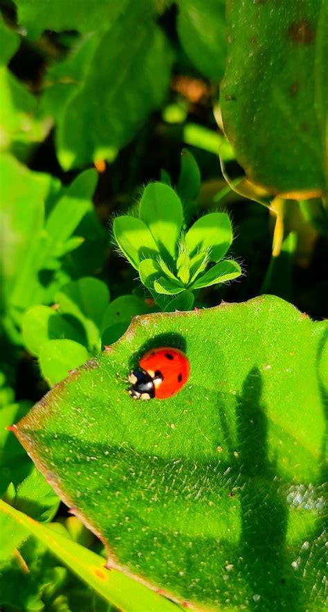 Pin De Aimee Aken Em Bugs Slugs Papeis De Parede Parede