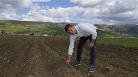 Maslina Mladi Poljoprivrednik Iz Vinjana Donjih Na Dva Hektara Sadi