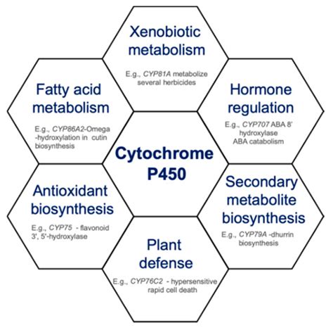 role  cytochrome p enzymes  plant stress response