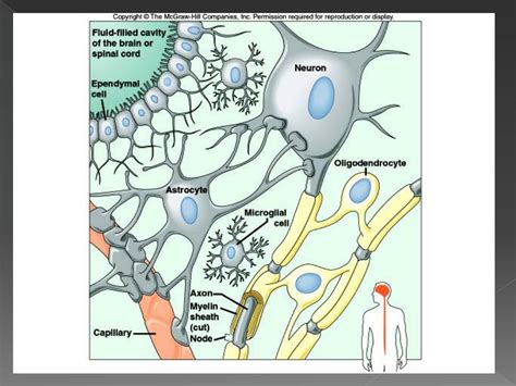 Neuroglial Cells Definition