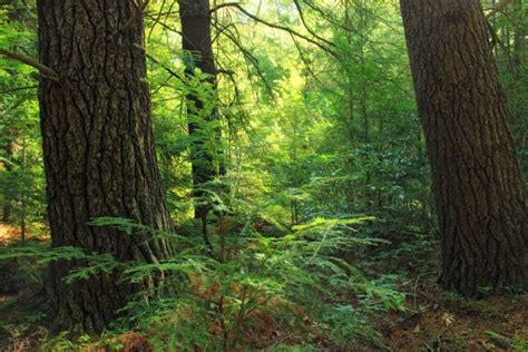 Fotos Gratis Paisaje Rbol Naturaleza Desierto Ligero Planta