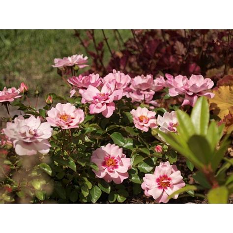 Флорибунда -> "Розы Нью-Джерси" / стр 6