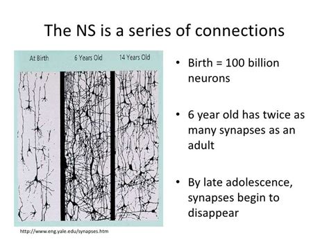 Neuronal plasticity