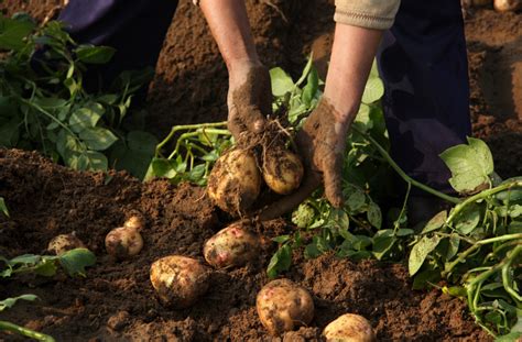 Kartoffeln Anbauen Sorten Erntezeit Mehr