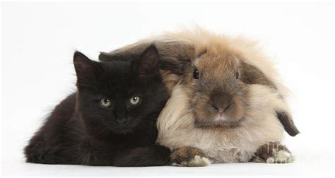 Black Kitten And Lionhead Lop Rabbit Photograph By Mark Taylor Pixels