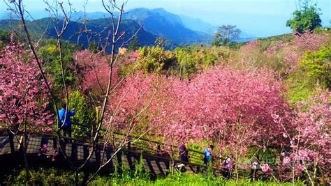 阿里山公路施工 即日起至420實施交通管制 地方 中央社 Cna