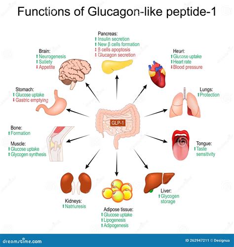 GLP 1 Functions Of Glucagon Like Peptide 1 Stock Illustration