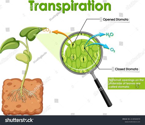 Diagram Showing Transpiration Plant Illustration Stock Vector (Royalty Free) 2138560079 ...