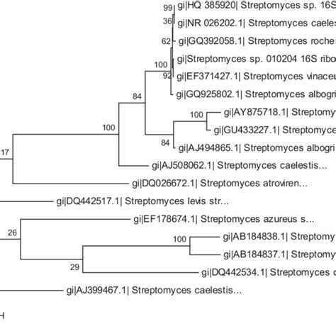 Phylogenetic Tree Derived From S Rrna Gene Sequences Showing The