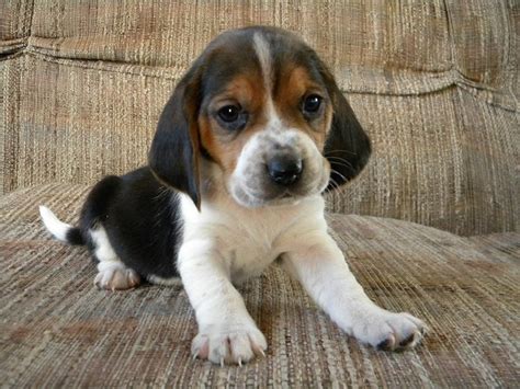 Bagle Hound (Basset Hound Beagle Mix) Info, Facts, Temperament, Training, Puppies, Pictures