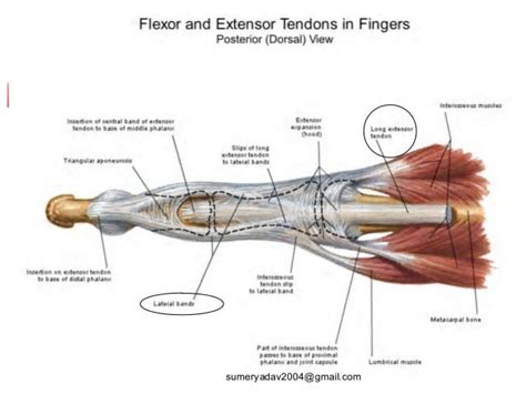 Finger Anatomy Tendons - Anatomy Reading Source