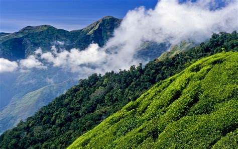 🎉 Mountain vegetation in india. Mountain Ranges of India, Hill Range ...