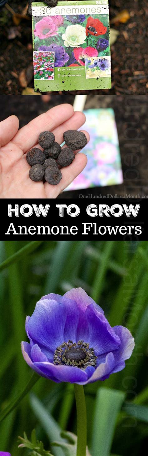 How to Grow Anemone Bulbs - One Hundred Dollars a Month