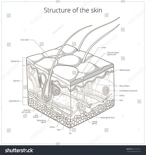 Skin Structure Animal Skin Human Skin Stock Vector (Royalty Free