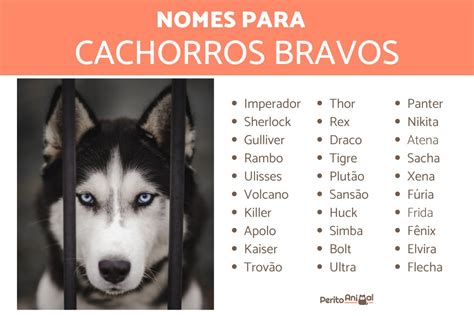 Nomes Para Cachorro Bravo Machos E Fêmeas