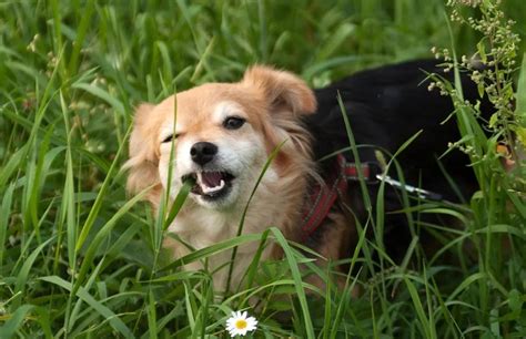 Por Que Cachorro Come Grama O Comportamento Exige Aten O Nutri O