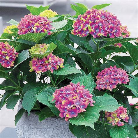 Hydrangea Macrophylla Glam Rock Horwack Plants Thompson And Morgan