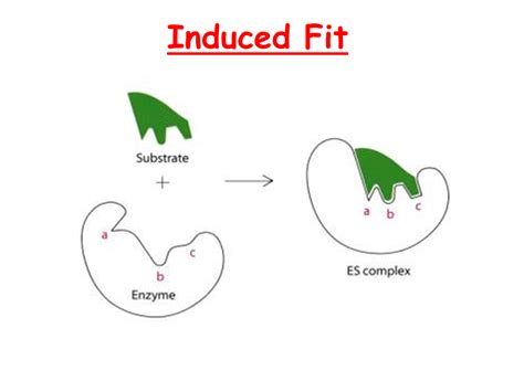 Enzymes Models Of Action Presentation Biology