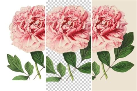 Tree Peony, Moutan Flower Illustration Graphic by Jada Boutique Design ...