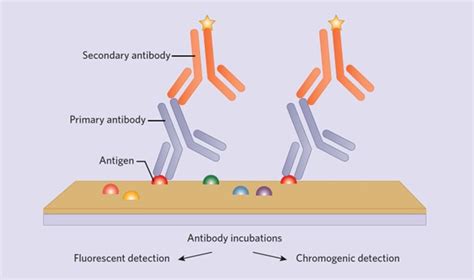 Immunohistochemistry Origins Tips And A Look To The Future The