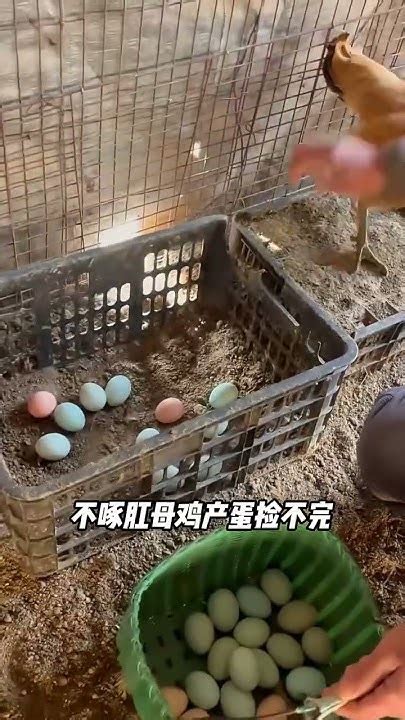 搞养殖，这一瓶就够了 每天分享养鸡小知识 科学养鸡知识分享 养鸡小妙招 Youtube