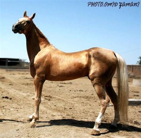 Turkoman horse - Alchetron, The Free Social Encyclopedia