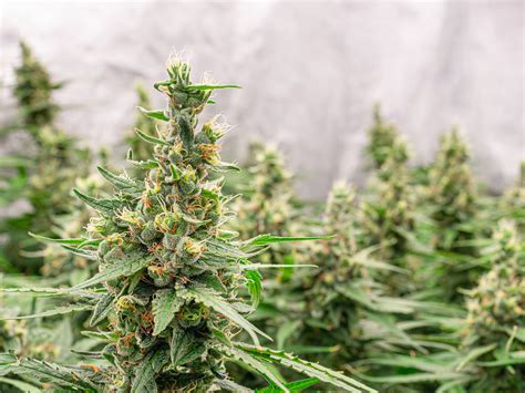 Cannabis Dispensary AGT Burien WA | Medical Strains of Weed