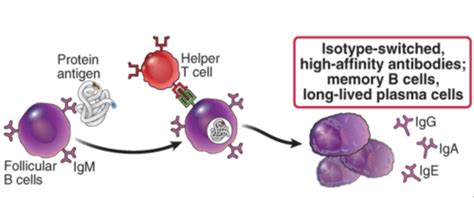 Humoral Immune Response B Cells Activation And Antibody Production